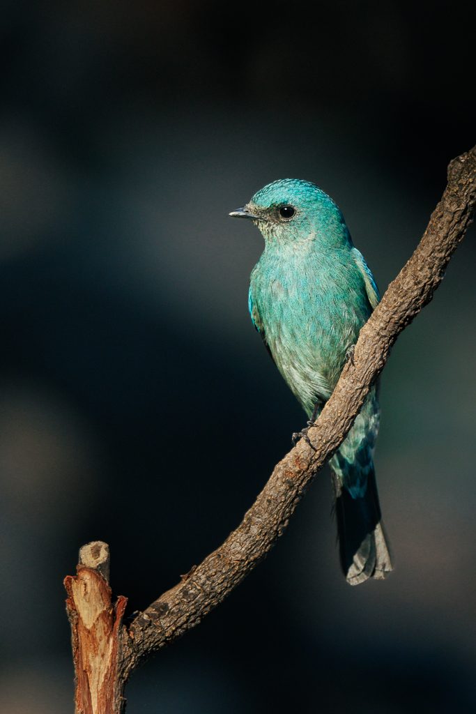 Verditer flycatcher on a bare branch against a dark ground