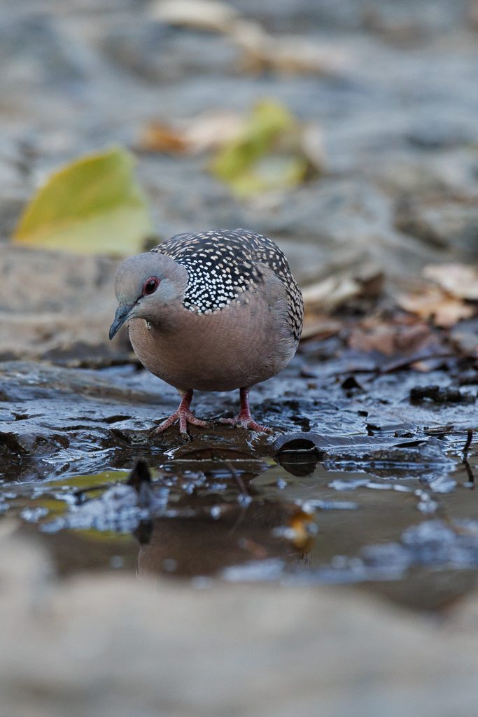 Wader feeding in a shallow stream