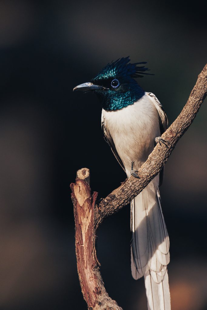 Crested bird perched on a branch