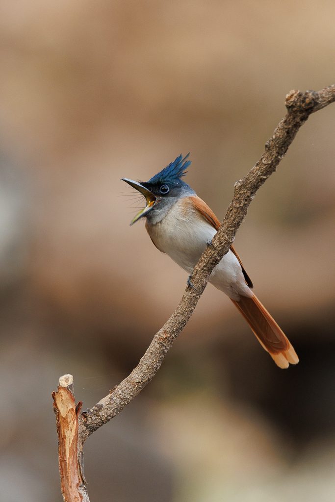 Crested bird on a branch against a pale ground