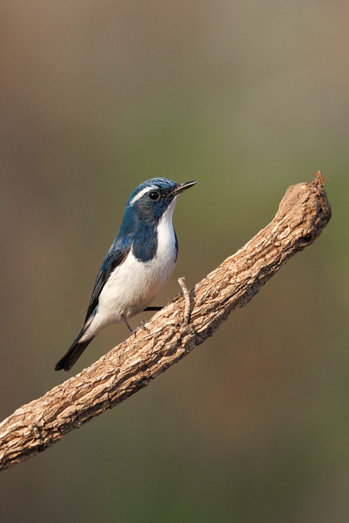 Blue flycatcher perched on a fallen log